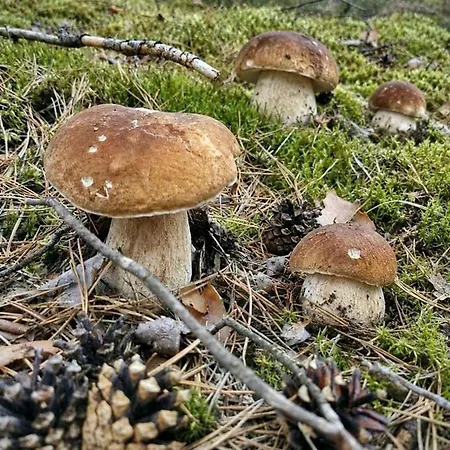 Hubertówka